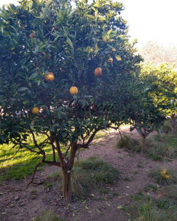 VILLA SAN ALBERTO: CHACRA 2HAS. SOBRE AUTOVIA LUJAN/JUNIN - Cod. LBR155CHA